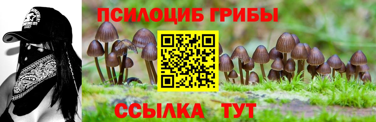 Чехов  как найти закладки  Вход с VPN  Галлюциногенные грибы мицелий 